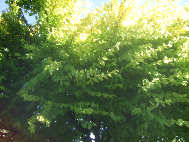  golden elm 4th jan 2014 